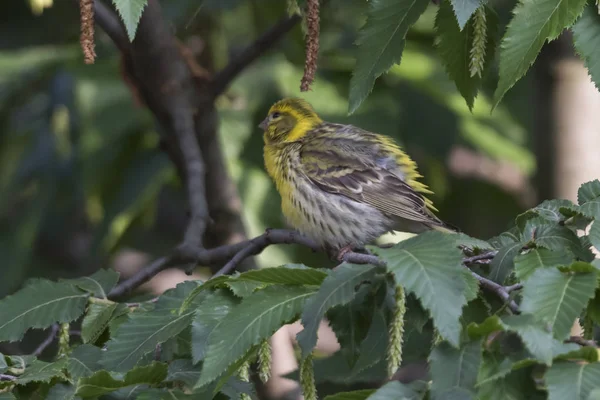 Greenfinch Chloris Bird Tree — Stock Photo, Image