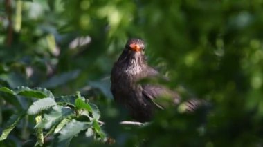 Turdus merula ortak blackbird erkek ağaç üzerinde