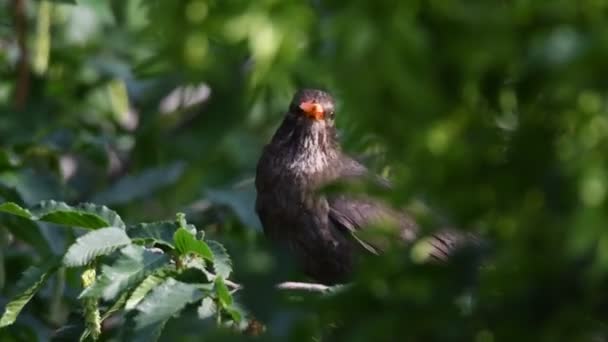 Turdus Merula 일반적인 블랙버드 나무에 — 비디오