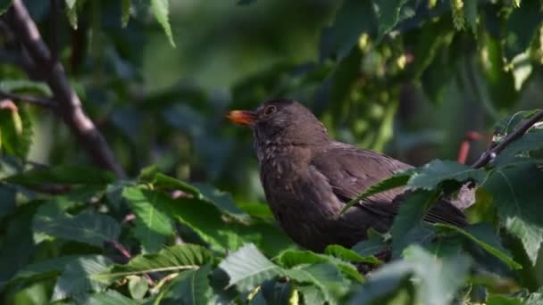 Turdus Merula Gemeenschappelijk Blackbird Vrouw Boom — Stockvideo