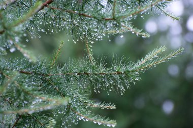 Bir iğne yapraklı ağaç dalı ile su damlaları