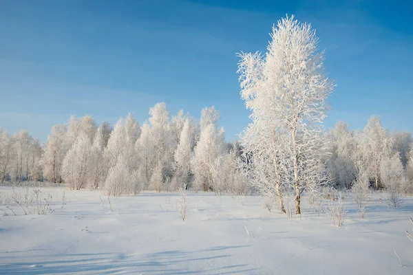 Rime em árvores — Fotografia de Stock