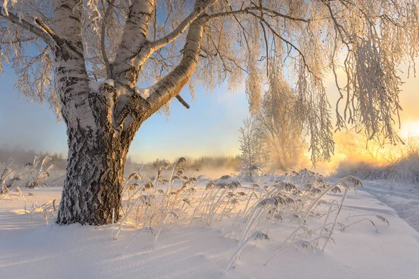 Rime em árvores — Fotografia de Stock