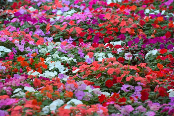 Koberec z květin — Stock fotografie