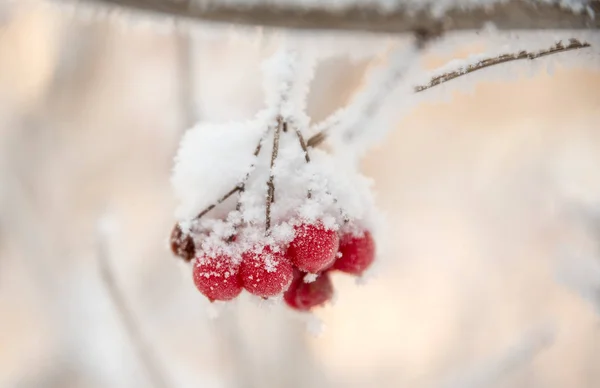 ナナカマドの小枝が霜で覆われて — ストック写真