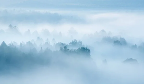 Starker Nebel im Waldblick von oben — Stockfoto