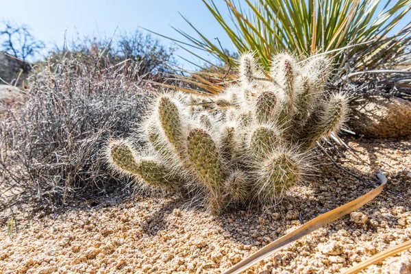 Opuntia Polyacantha Var Erinacea Grizzlybear Pricklypear Kaktus Podél Stubbe Springs — Stock fotografie