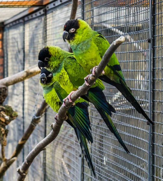 Csoport Nanday Papagájok Közel Egymáshoz Egy Madárház Színes Trópusi Madarak — Stock Fotó
