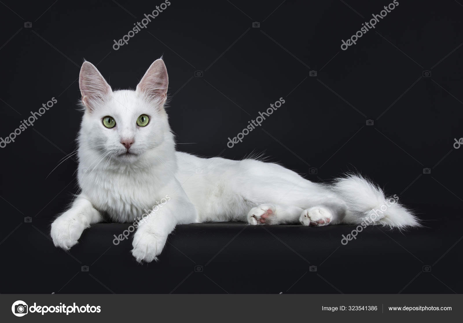 Turkish Angora Cat Van Cat Price Angora Cat Colors Turkish Angora - Main Image