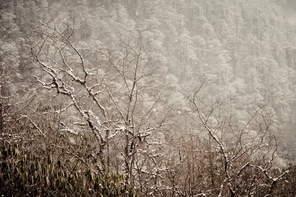 Bosque Abeto Montaña Durante Invierno Nieve Blanca Hielo Heladas Los — Foto de Stock