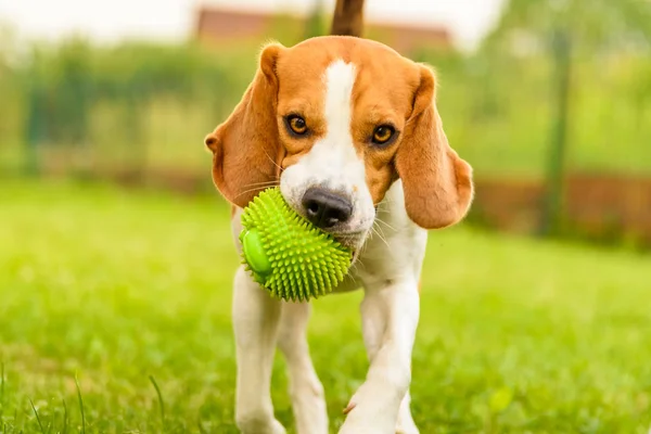 犬は庭でボールで遊んでいる 遊び心のあるボールを取り戻す非常に幸せとフィット — ストック写真