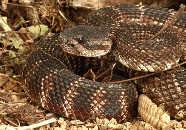 태평양 래틀스 Crotalus Viridis Helleri — 스톡 사진