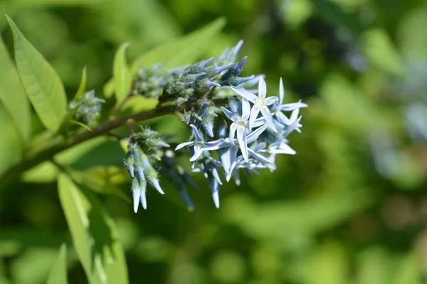 Bluestar Латинська Назва Amsonia Tabernaemontana — стокове фото