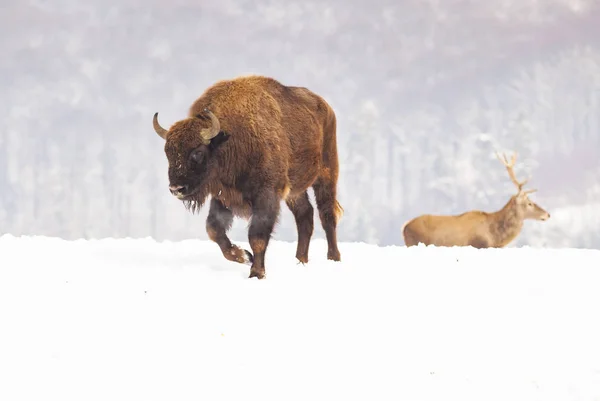 Bizon Evropský Bison Bonasus Zimním Přírodním Prostředí — Stock fotografie