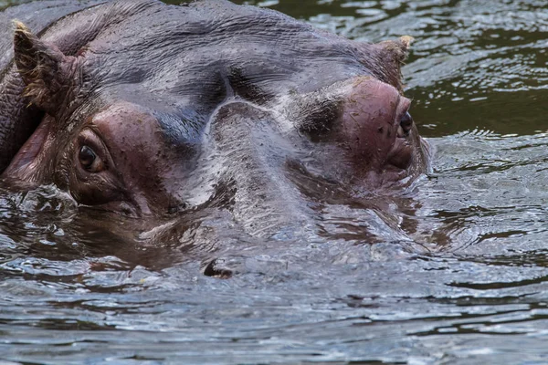 Hippo Kunstmatige Habitat Dierentuin Van Seattle — Stockfoto