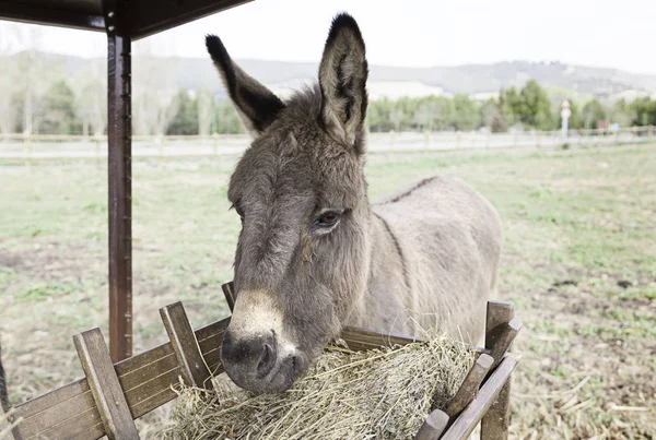 Burros Comiendo Mamíferos Detalle Una Granja Alimentación Mascotas — Foto de Stock