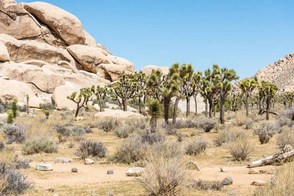 Joshua Trees Yucca Brevifolia Hall Horrors Area Joshua Tree National — Stock Photo, Image