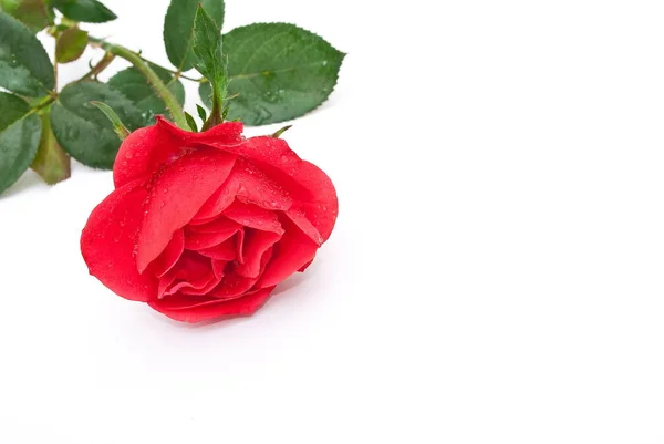 Czerwona Róża Zbliżenie Strzału — Zdjęcie stockowe