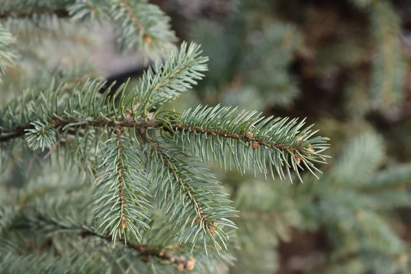 Tłuszcz Albert Colorado Niebieski Świerk Łacińska Nazwa Picea Pungens Fat — Zdjęcie stockowe