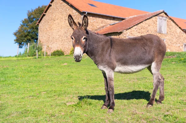 Burro Prados Frente Granja — Foto de Stock