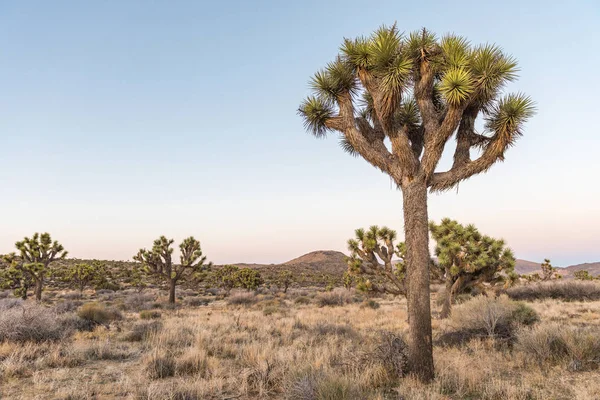 Joshua Trees Yucca Brevifolia Dusk Stubbe Springs Loop Joshua Tree — Stock Photo, Image