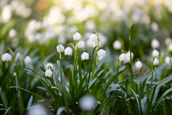Spousta Bílých Jarně Kvetoucích Květů Jarní Sněhové Vločky Leucojum Vernum — Stock fotografie
