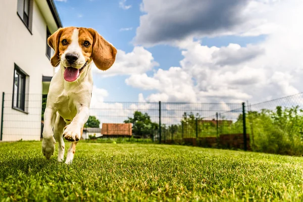 白い家の隣の庭を駆け抜ける草の上のビーグル犬 — ストック写真