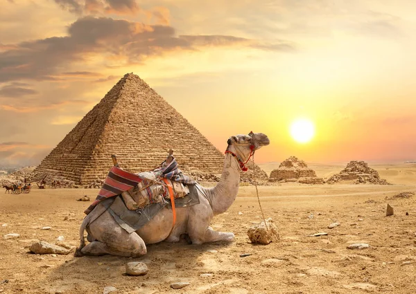 Kamelen Och Pyramiderna Giza Egypten — Stockfoto