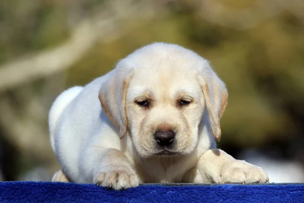 Filhote Cachorro Pequeno Labrador Amarelo Sentado Fundo Azul — Fotografia de Stock