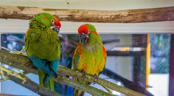 Két Vörös Orrú Arapagáj Papagáj Együtt Egy Ágon Trópusi Súlyosan — Stock Fotó