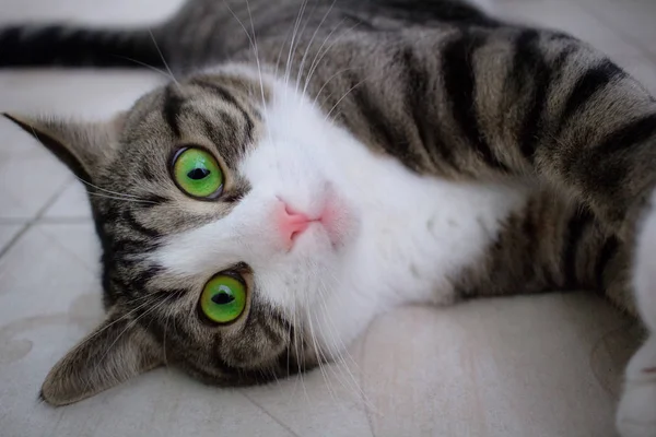 Primer Plano Del Gato Doméstico Con Ojos Verdes Brillantes Acostado — Foto de Stock