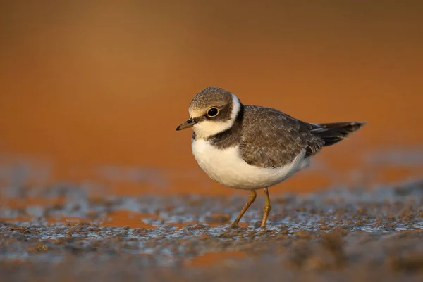 Little Ringed Plover Charadrius Dubius Looking Food Water Mud — Stock Photo, Image