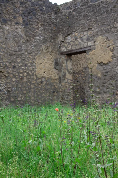 Prado Hierba Verde Bajo Antiguas Paredes Piedra Ruinas Pompeya Romana — Foto de Stock
