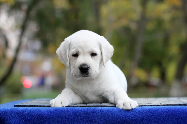 Doce Pouco Amarelo Labrador Filhote Sentado Fundo Azul — Fotografia de Stock