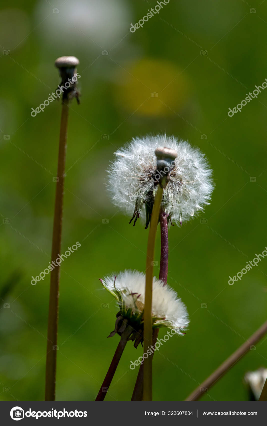 Belles Fleurs Pissenlit Blanc Dans Herbe Verte Prairie Avec Des Image Libre De Droit Par Yayimages C Belles Fleurs Pissenlit Blanc Dans Herbe Verte Prairie Avec Des Image Libre De Droit Par Yayimages C