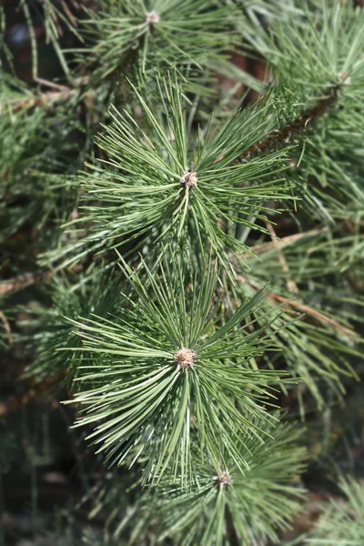 Black Pine Latin Name Pinus Nigra — Stock Photo, Image