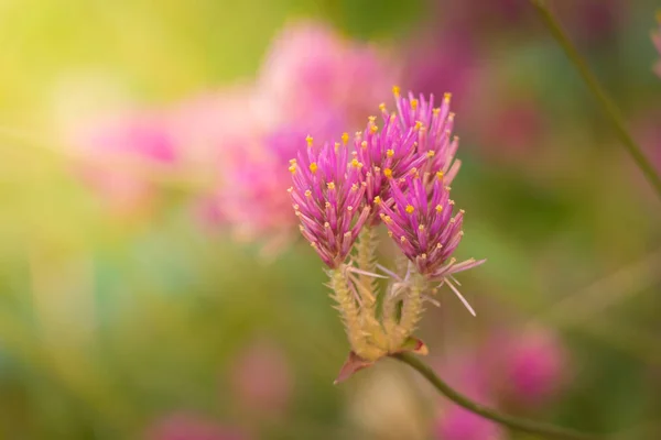 Renkli Çiçeklerin Arkaplan Resmi Arka Plan Doğası — Stok fotoğraf