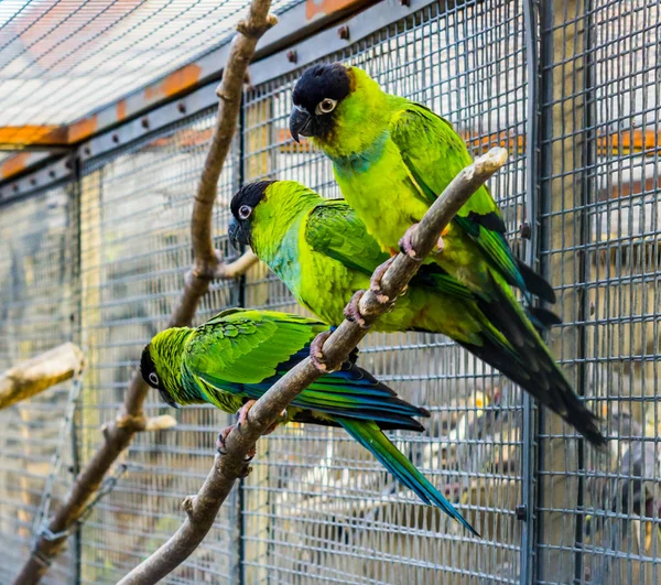 Trzy Nanday Conures Siedzi Razem Gałęzi Ptaszarni Popularne Zwierzęta Ptasiej — Zdjęcie stockowe