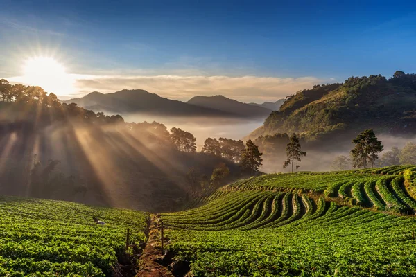 Beautiful Strawberry Garden Sunrise Doi Ang Khang Chiang Mai Thailand — стоковое фото