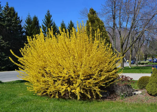 Een Bloeiende Cytisus Laburnum Bush Een Zijstraat Een Voortuin Het — Stockfoto