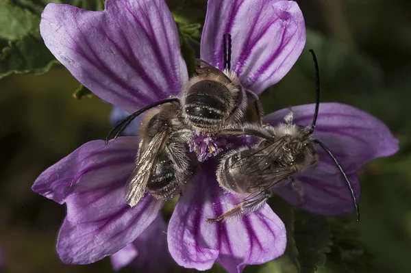 Gruppe Von Bienen Auf Einer Blume — Stockfoto