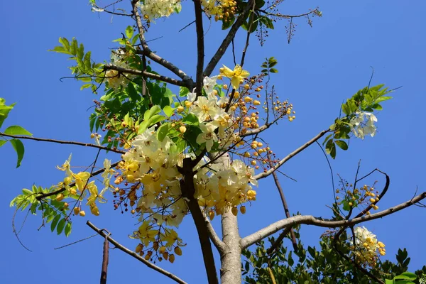 Красивые Сиамские Белые Цветы Кассии — стоковое фото