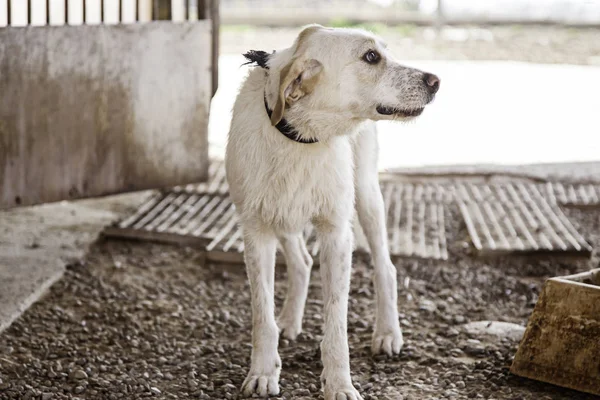 Cão Abandonado Detalhe Animal Resgatado Segunda Oportunidade — Fotografia de Stock