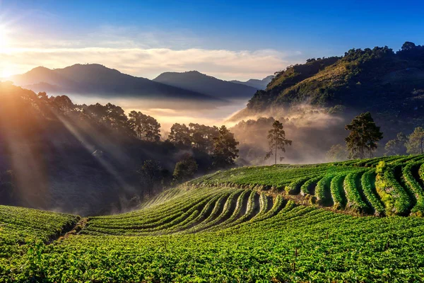 泰国清迈Doi Ang Khang美丽的草莓园和日出 — 图库照片