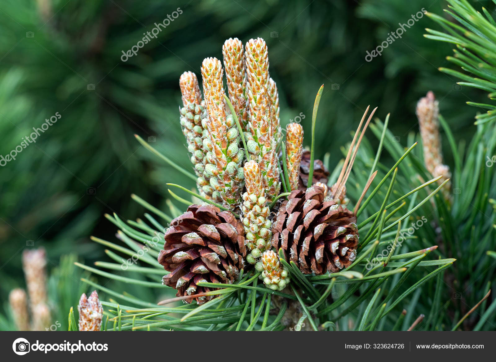 Small Pine Cones End Branches Blurred Pine Needles Background Stock Photo  by ©YAYImages 323624726