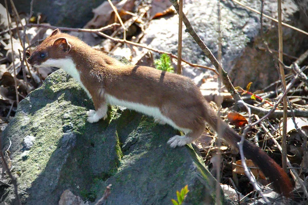 Least Weasel Mustela Nivalis Standing Rock Sunshine Brown White Furry — Stock Photo, Image