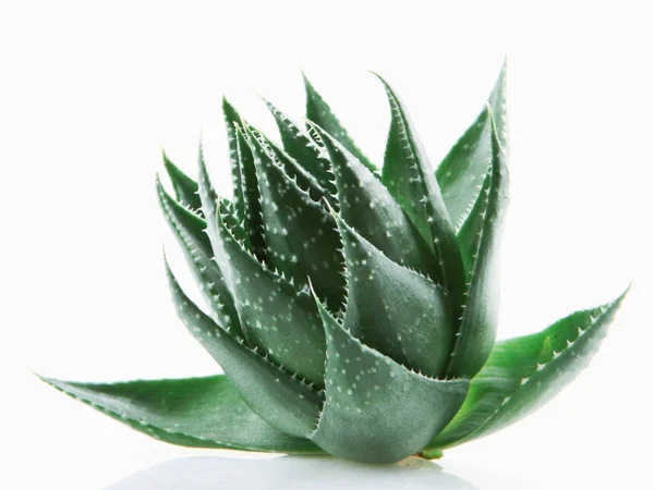 Aloe Vera Λευκό Φόντο — Φωτογραφία Αρχείου