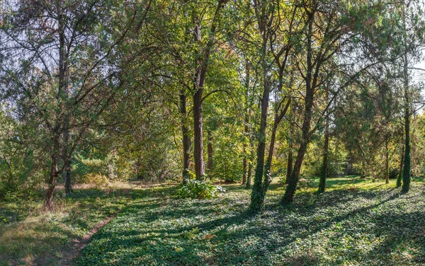 在一个阳光灿烂的秋日 乌克兰敖德萨的老植物园中的树木 — 图库照片