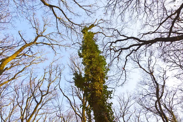 Corona Árbol Bajo Cielo Azul — Foto de Stock