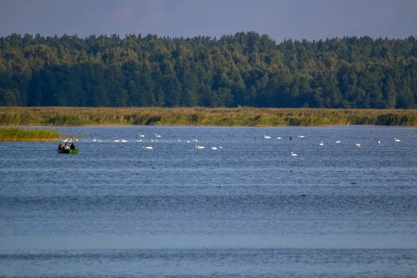 Floating Waterfowl Young Swans Ducks Wild Birds Swimming Lake Wildlife — Stock Photo, Image